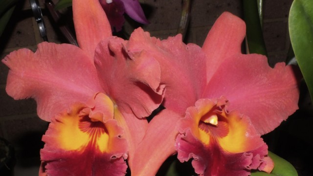 Blc. Suvarnabbum Delight x Chia Lin