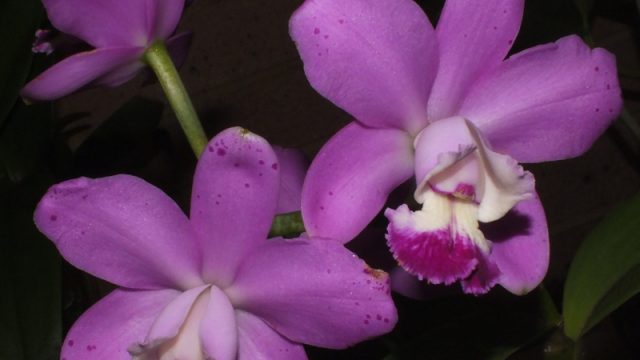 C. Lavender Lulu