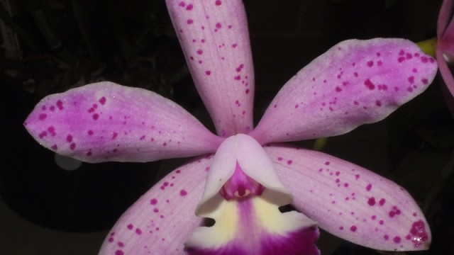 Slc. Mango Spice Stone