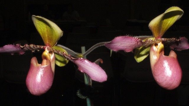 Paph. Song of Love
