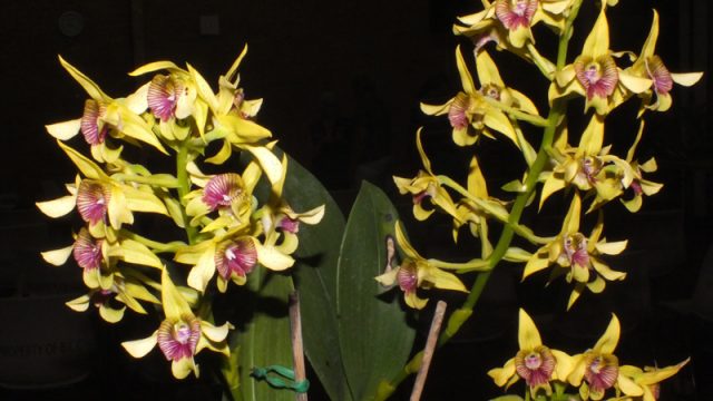 Plant of the Night: Den. shiraishii (J Chow)