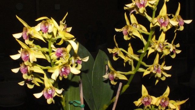 Plant of the Night: Den. shiraishii (J Chow)