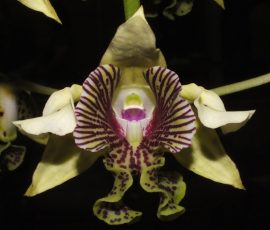 Den. macrophyllum x tapiniense