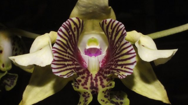 Den. macrophyllum x tapiniense