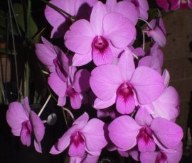Den. bigibbum x Top Hat Sedgefield
