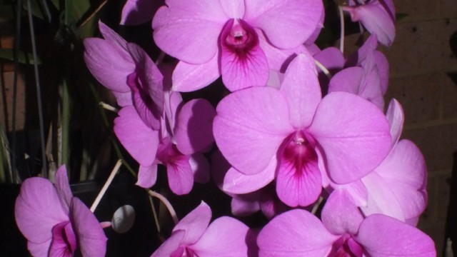 Den. bigibbum x Top Hat Sedgefield