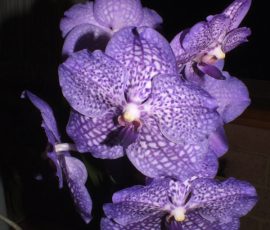 V. Somsri Glory Blue 'No. 2'