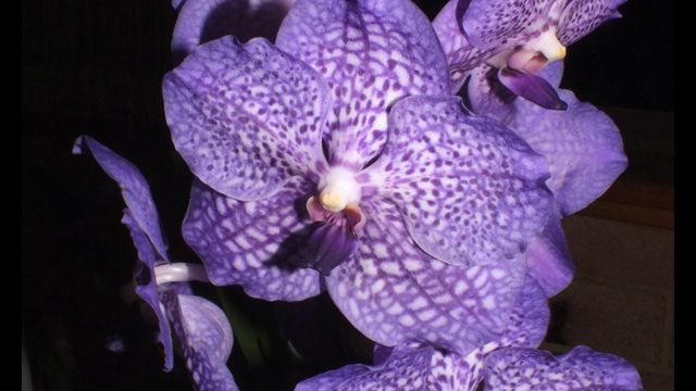V. Somsri Glory Blue 'No. 2'