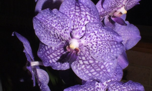 V. Somsri Glory Blue 'No. 2'