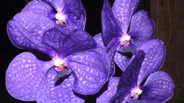 V. Anomea var. Karen Ono