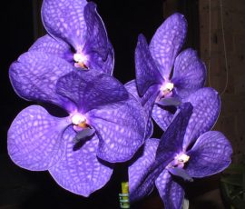 V. Anomea var. Karen Ono