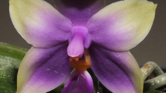 Phal. violacea F. indigo