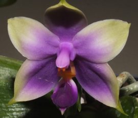 Phal. violacea F. indigo