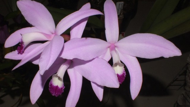 L. perrenii 'Royale' x Pink Ridge