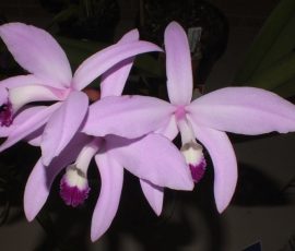L. perrenii 'Royale' x Pink Ridge
