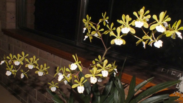 Novice Plant of the Night: Enc. longifolia (S Mucha)