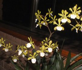Novice Plant of the Night: Enc. longifolia (S Mucha)