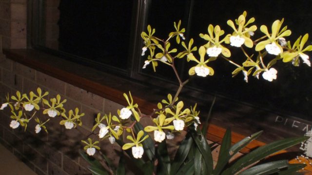 Novice Plant of the Night: Enc. longifolia (S Mucha)