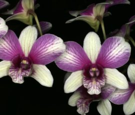 Champion Any Other Genera: Den. Yashiga Fantasy Russell Vale Glory