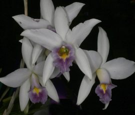 Reserve Champion & Champion Laeliinae: L. Fort Carolyne 'Blue Lip'