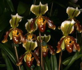 Grand Champion: Paph Nitens