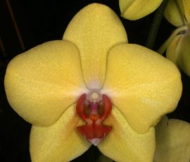 Champion Seedling: Phal. Gan Lin Passion x Lioulin Amber