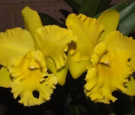 Blc. Greenation 'Prado'