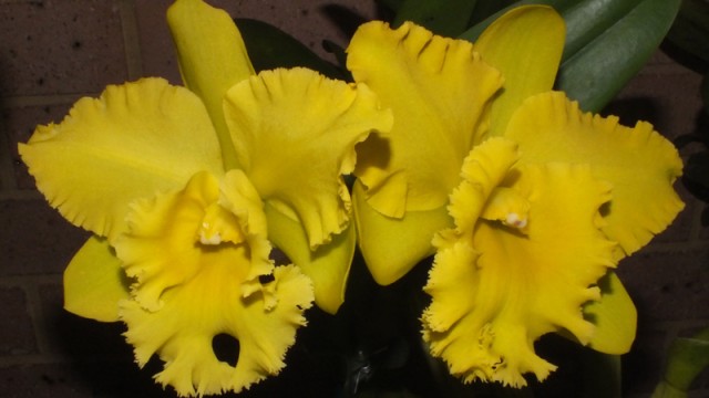 Blc. Greenation 'Prado'