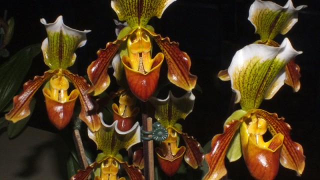 Paph. Nitens