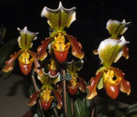 Paph. Nitens