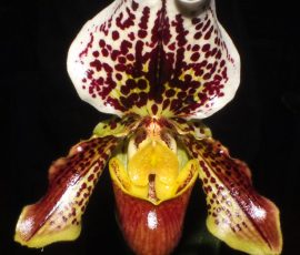 Paph. Juliet