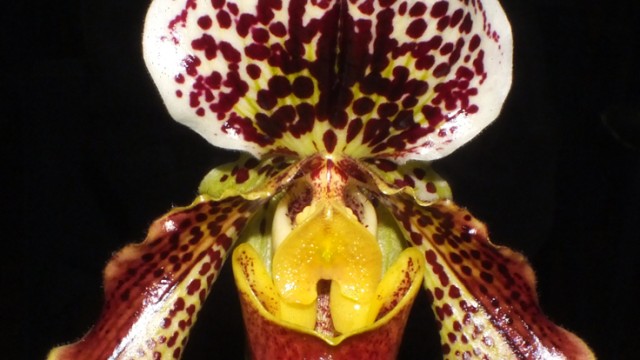 Paph. Juliet