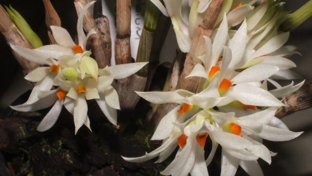 Den. bracteosum