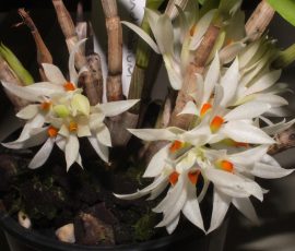 Den. bracteosum