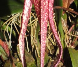 Bulb. longisepalum