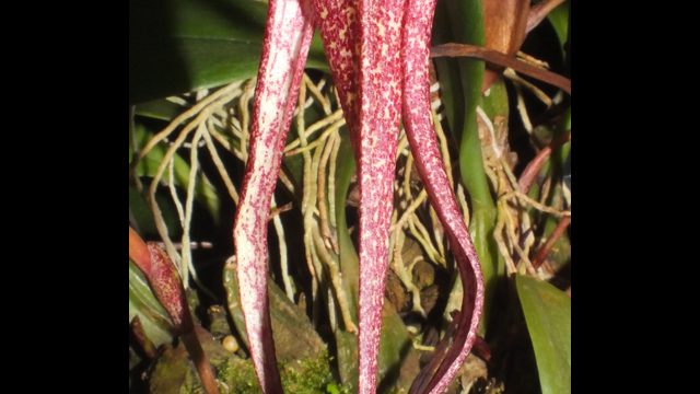 Bulb. longisepalum