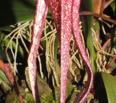 Bulb. longisepalum