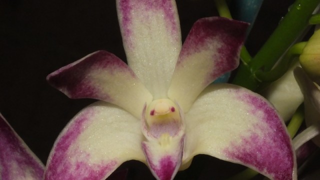 Den. Special Surprise