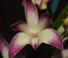 Den. Special Surprise