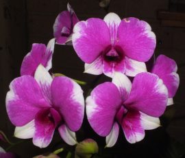 Den. Yaya Compact