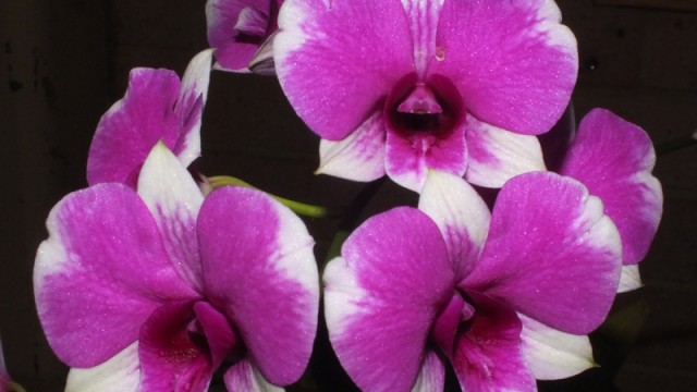 Den. Yaya Compact