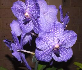 V. Somsri Glory 'Blue No. 2'