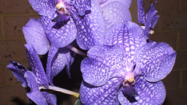 V. Somsri Glory 'Blue No. 2'