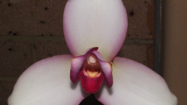 Plant of the Night: Lyc. Sunray (V Petrovski)