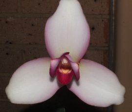 Plant of the Night: Lyc. Sunray (V Petrovski)