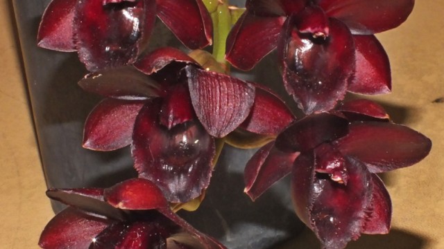 Fdk. After Dark 'Black Pearl'
