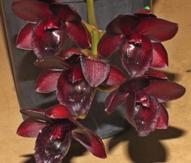 Fdk. After Dark 'Black Pearl'